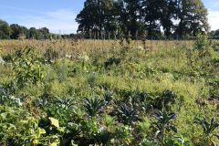 F327C760-06D9-41AC-BEB8-CBF614E6A47F_1_105_c